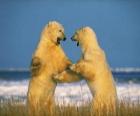 Спарринг двух крупных полярных медведей